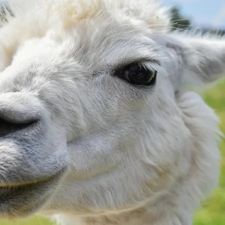 Luxusní stan Alpaka-tipi-park Bad Salzungen