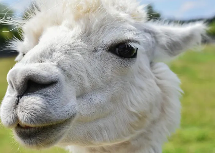 Luxusní stan Alpaka-tipi-park Bad Salzungen